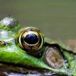 Pool Frog