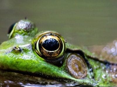 A Pool Frog