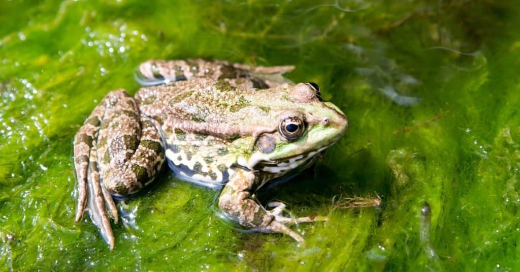 Frog in the algae