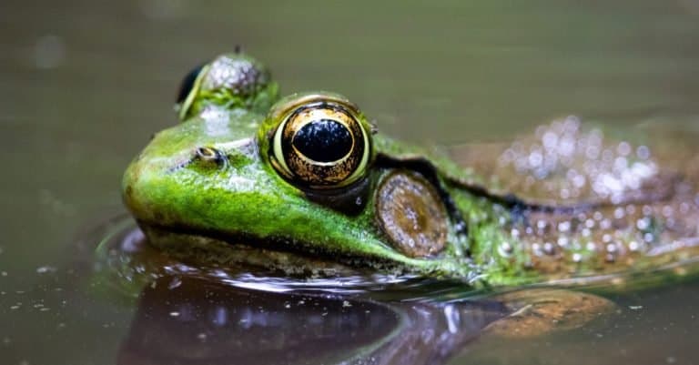 A Pool Frog relaxing in the water