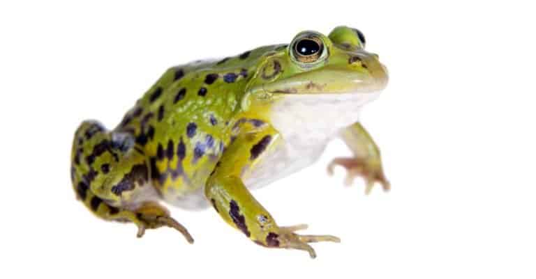 Green Pool Frog on white, Pelophylax lessonae