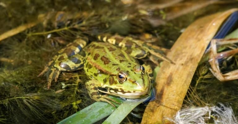 Pool frog (Pelophylax lessonae) in water