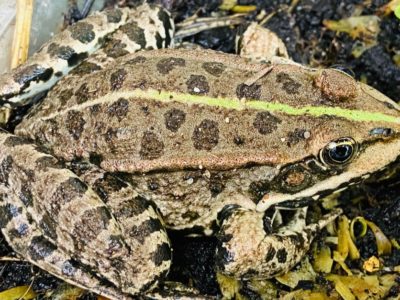 Pool Frog Animal Facts | Pelophylax lessonae | AZ Animals