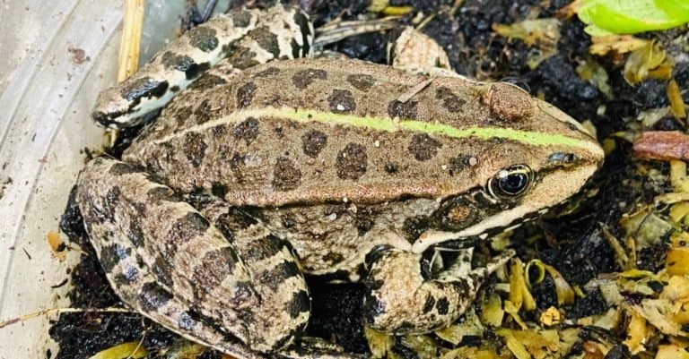 Pool Frog hibernate in the soil