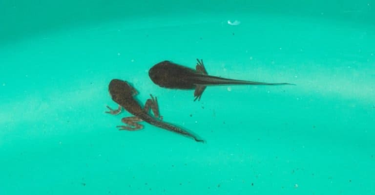 Pool frog tadpole swimming