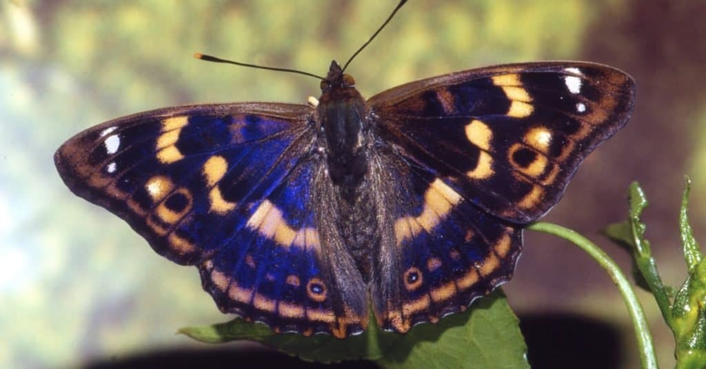 Purple Emperor sitting on a leaf