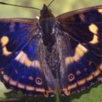 Purple emperor
