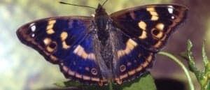 Purple Emperor sitting on a leaf