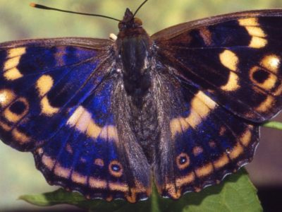 A Purple Emperor Butterfly