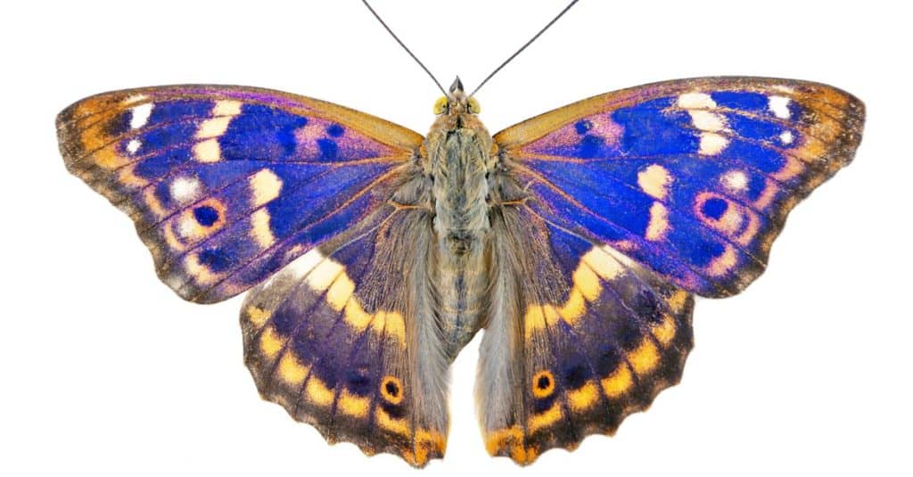 Purple emperor butterfly (Apatura iris) isolated on a white background