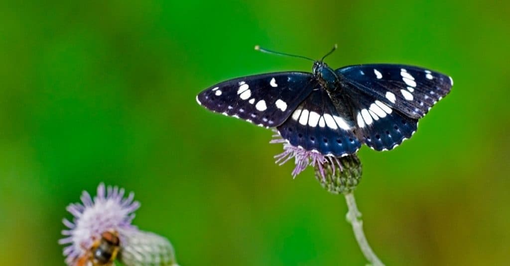 Lesser Purple Emperor male on a flower