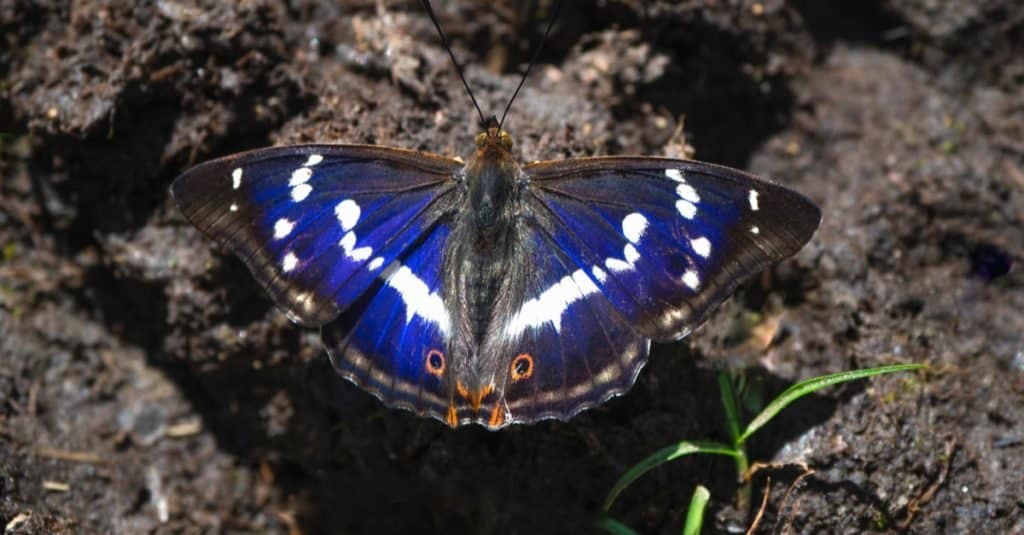 A large Purple Emperor butterfly (Apatura ilia) sits on the land on a sunny summer day.