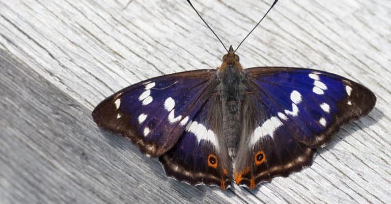 Purple emperor on wooden structure