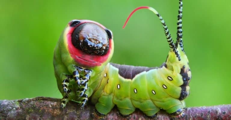 Beautiful caterpillar of Puss Moth in a frightening pose.