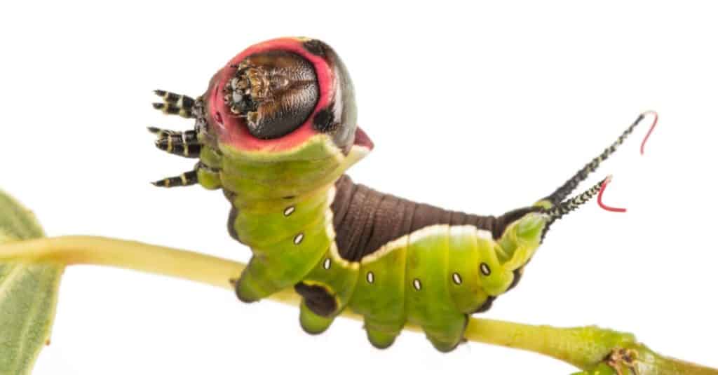 Larva of the puss moth (Cerura vinula) isolated on white
