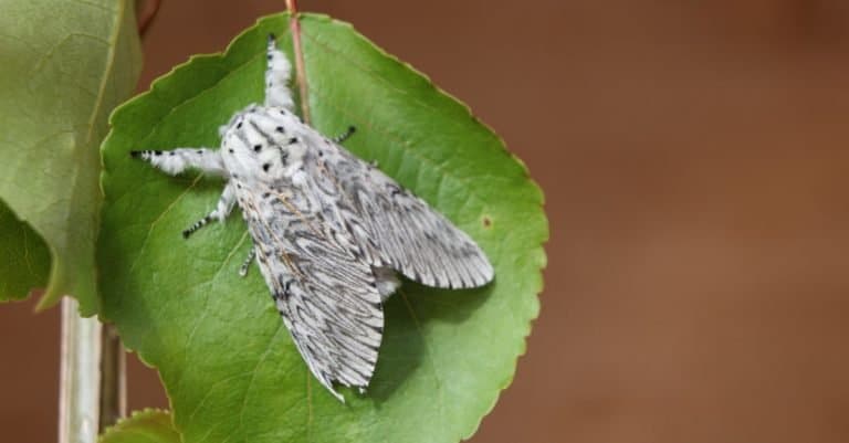 Puss moth, large white moth with dark markings, on Poplar leaf.