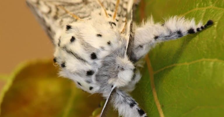 Puss moth, large white moth with dark markings, on Poplar leaf.
