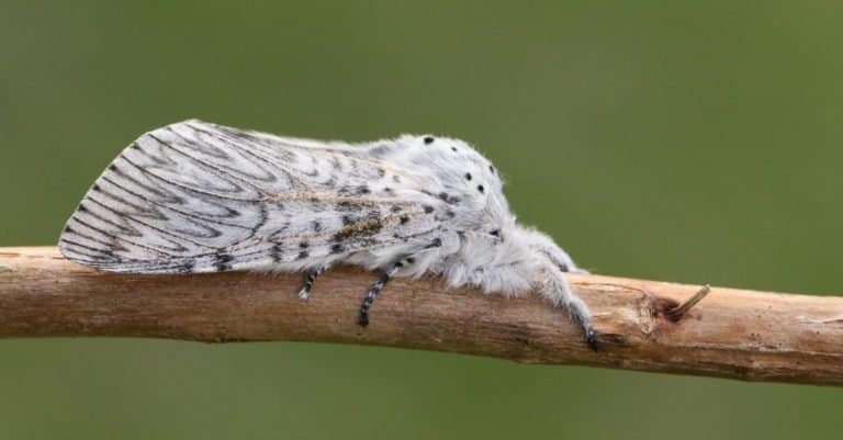 A beautiful Puss Moth, Cerura vinula, resting on a twig.