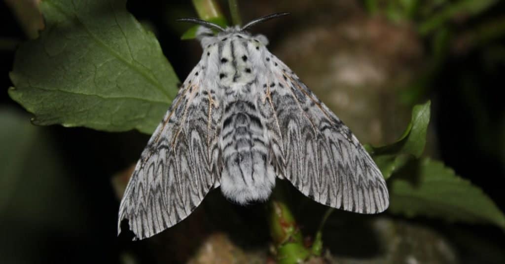 Puss moth, large white moth with dark markings, on Poplar leaf.