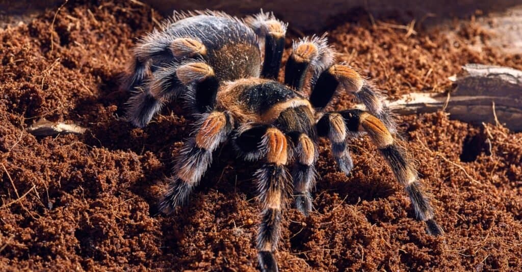 Мексиканский красный коленный тарантул Brachypelma smithi, крупный план на фоне коричневой почвы.