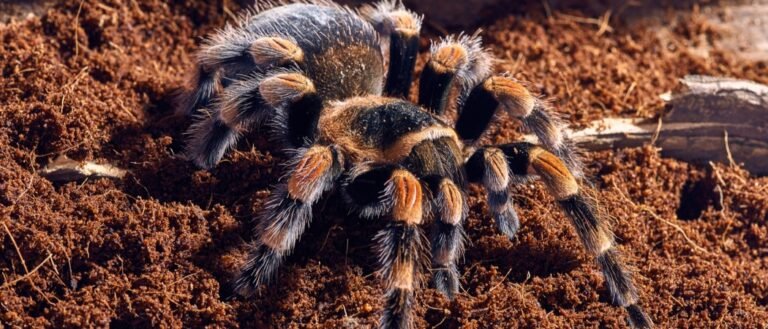 Mexican red knee tarantula Brachypelma smithi, close-up on a background of brown soil