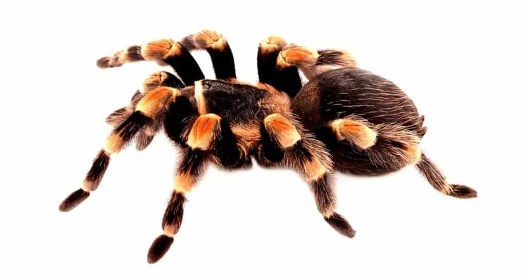 Mexican red knee tarantula isolated on white background.