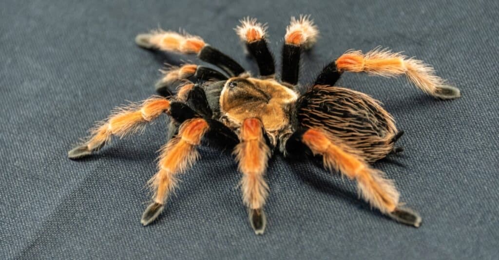 A Mexican Red Knee Tarantula sitting on denim.