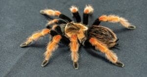 What Do Tarantulas Eat? 23 Foods They Consume Picture