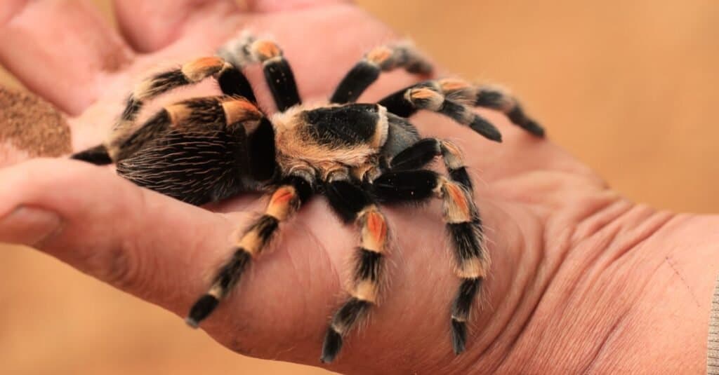 pet tarantula on a human hand