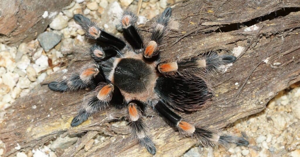 A Red Knee Tarantula sitting on wood.