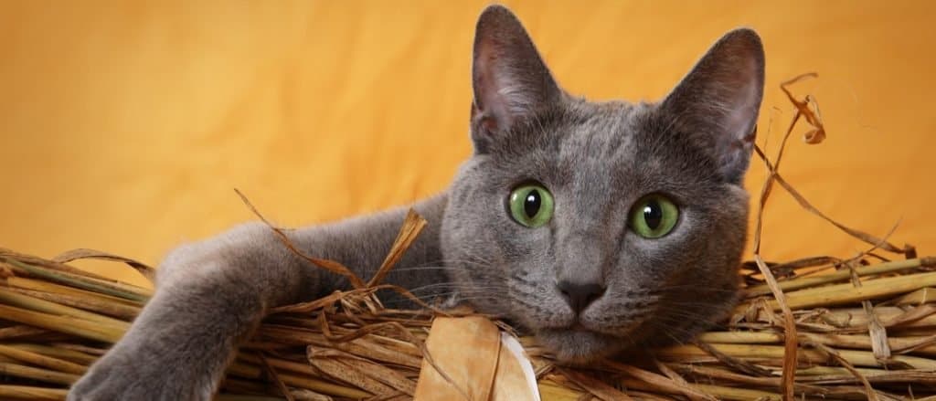 Russian Blue Cat lying in a basket