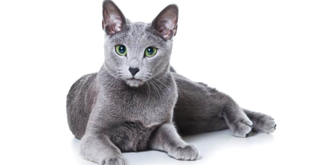 Russian Blue isolated on white background