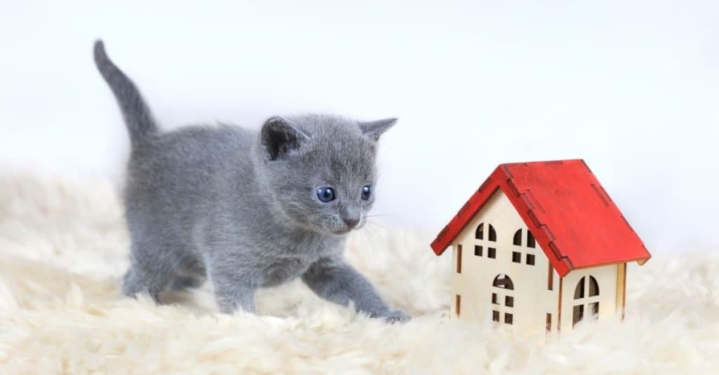Gri, bir aylık mavi gözlü Rus mavi kedi yavrusu kırmızı çatılı oyuncak evinin yanında oynuyor.