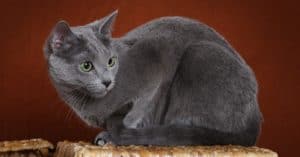 How Big Do Russian Blue Cats Get? Average Size and Growth Milestones Picture