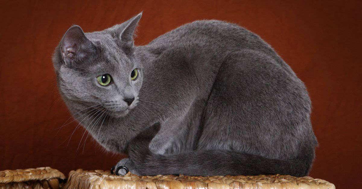 10. Russian Blue Cat Breed Information, Pictures, Characteristics & Facts - wide 11