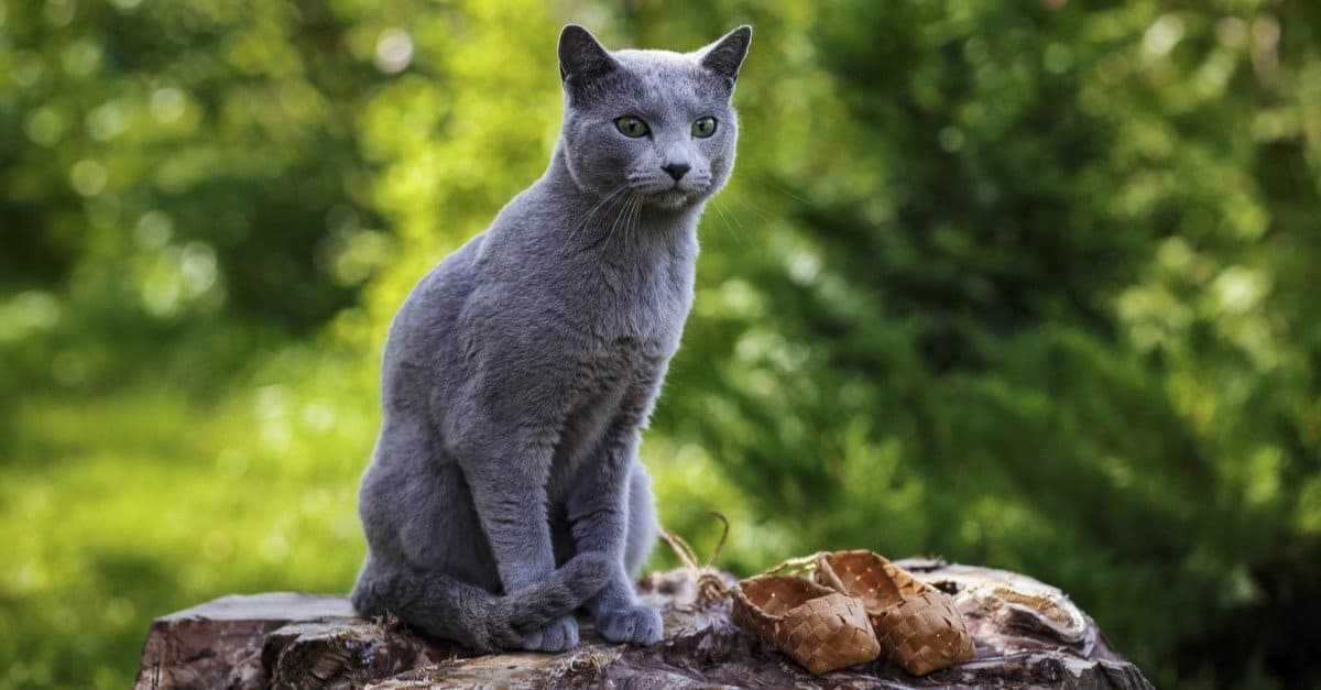 Little grey Russian Blue cat sitting on the rocks in the garden.