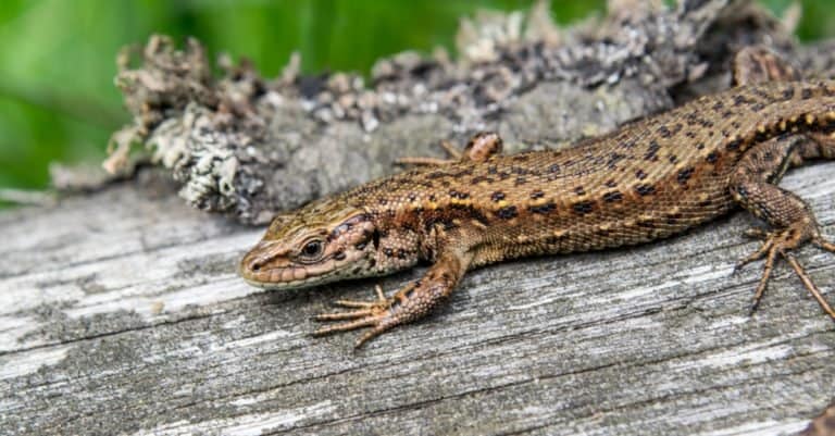 The sand lizard (Lacerta agilis) on a wooden beam in the grass.