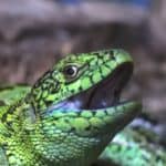 Sand lizard