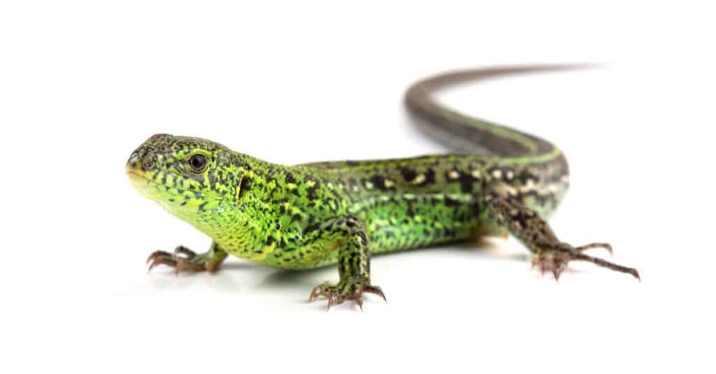 Sand Lizard isolated on white background