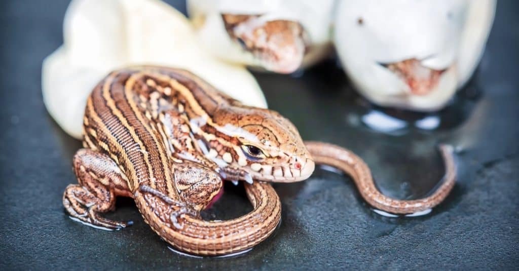 Little Sand lizards hatching from eggs