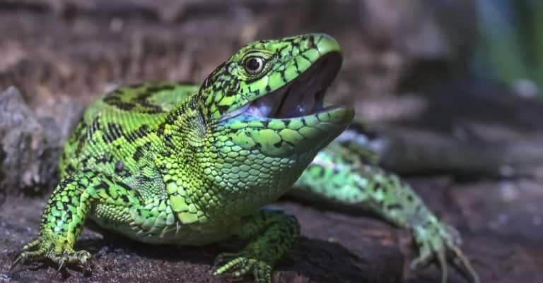 The sand lizard (Lacerta agilis) with an open mouth in nature, close-up
