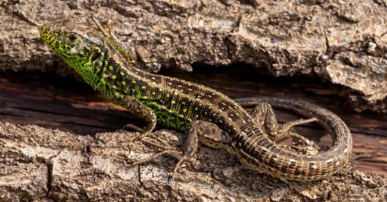 Wildlife portrait of rare Sand lizard (Lacerta agilis) warming up on fallen tree trunk, displaying his vibrant green mating colors.
