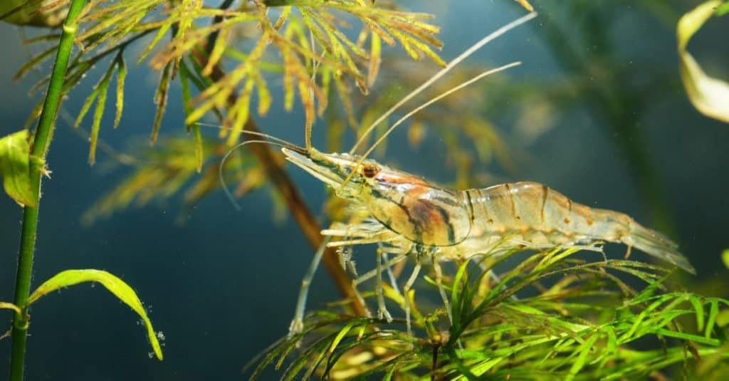 Asian glass shrimp, Macrobrachium lanchesteri, in an aquarium.