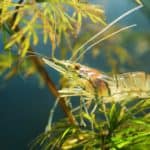 Asian glass shrimp, Macrobrachium lanchesteri, in an aquarium.