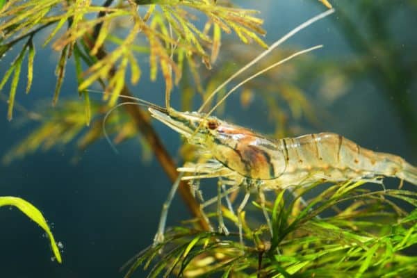 Asian glass shrimp, Macrobrachium lanchesteri, in an aquarium.