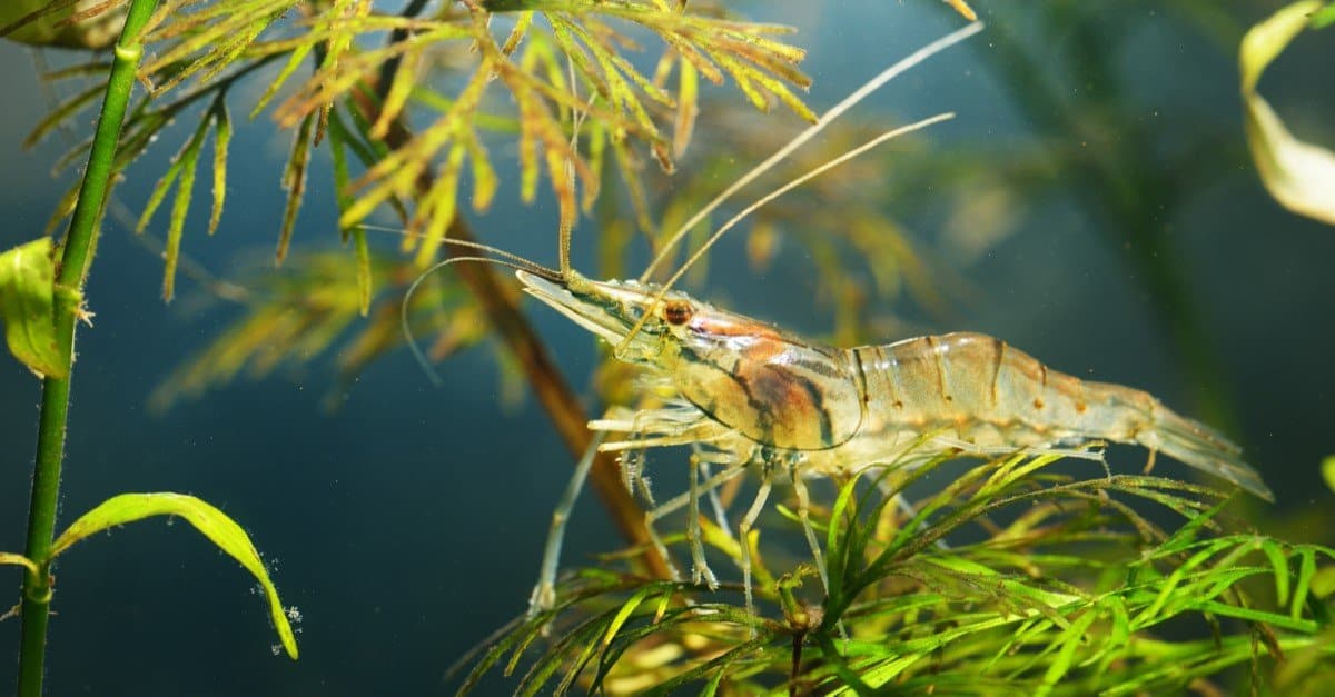 What Do Ghost Shrimp Eat? - AZ Animals