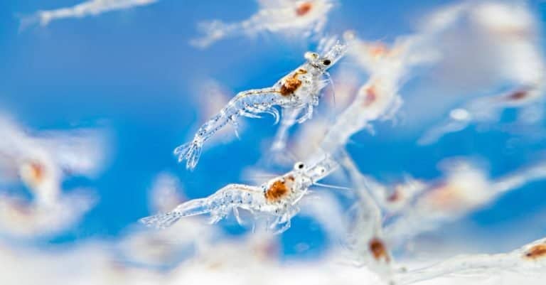Larvae of pacific white shrimp swimming in the aquarium tank, in an Asian Hatchery.