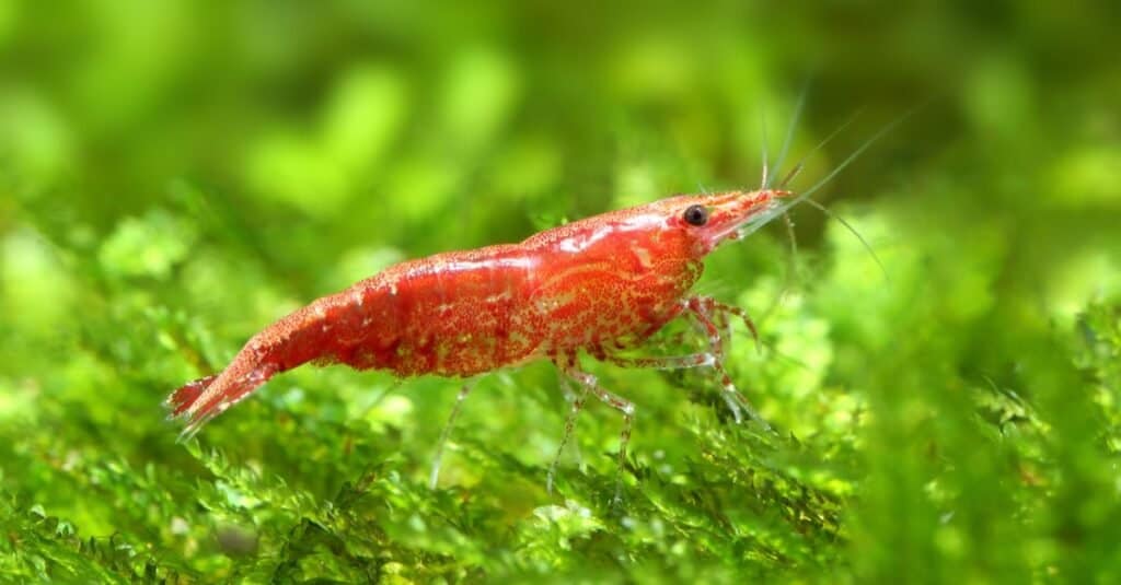 Red Cherry Shrimp sitting on plants in an aquarium.