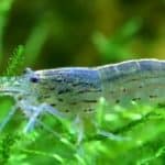 Yamato shrimp on java moss in a planted aquarium