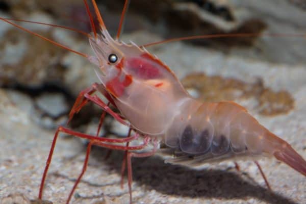 Beautiful shrimp in a rock pool.